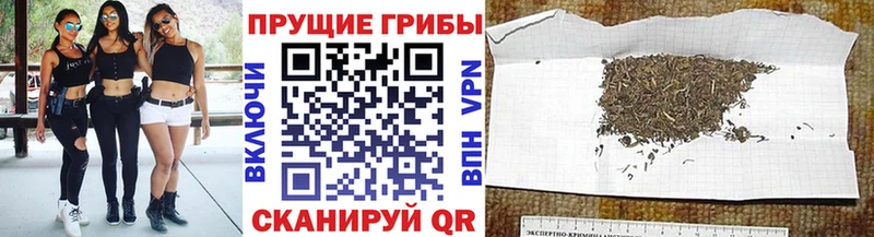 Псилоцибиновые грибы мицелий  Ленинградская 